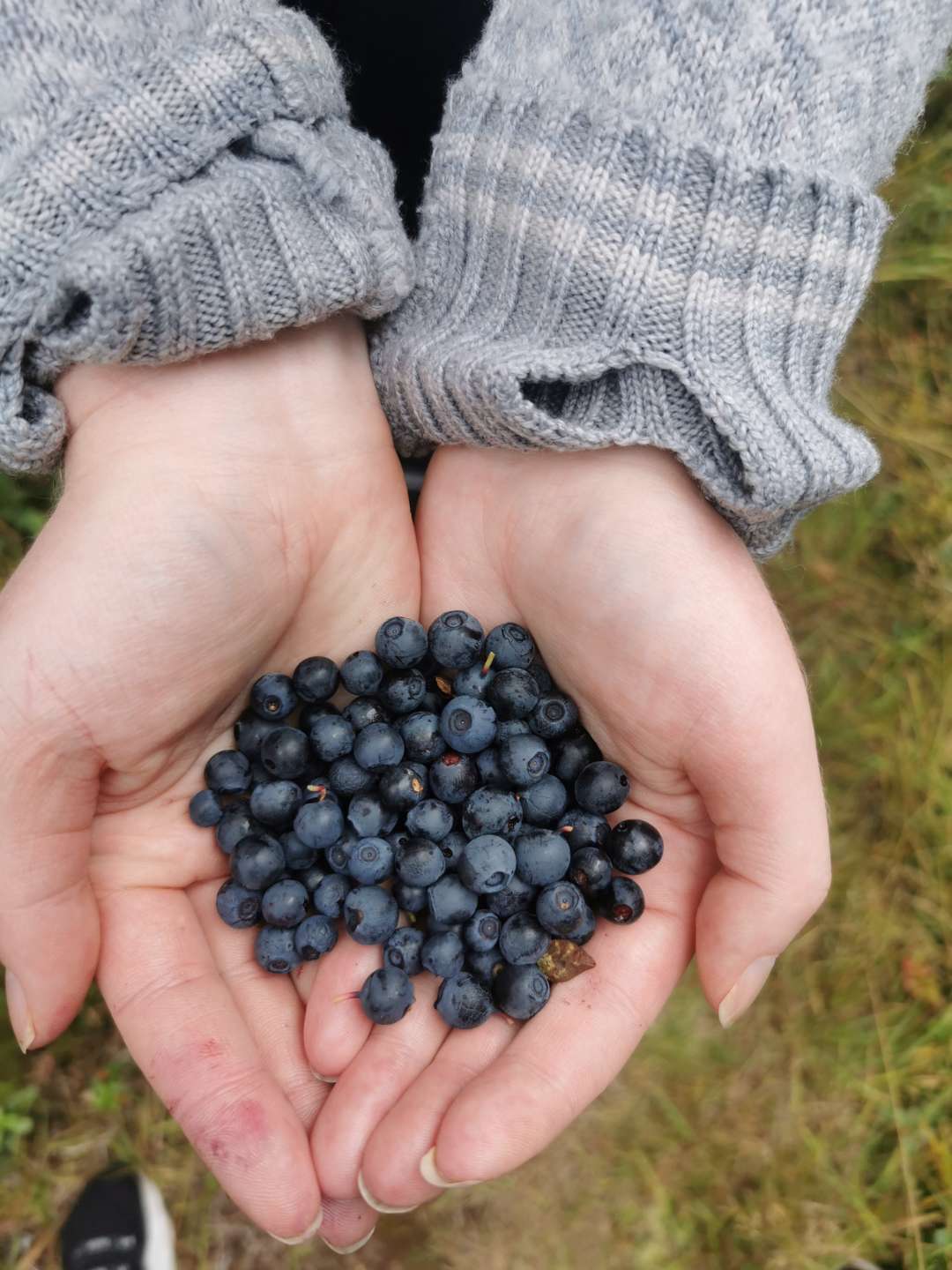 Blåbærtur
